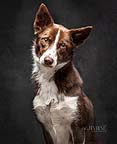 Gorgeous Collie dog portrait of Willow in Limerick by Cormac Byrne.  