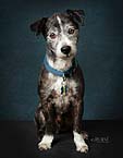 Pet Photography of a gorgeous dog in studio Limerick.  