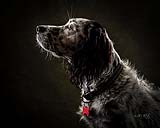 What a gorgeous fella, posing for his portrait at Cormac Byrne Photography, Limerick. Ireland.  