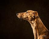 What a fab pet a Lurcher / greyhound mix is.  Pet portraits, Limerick, Ireland.  