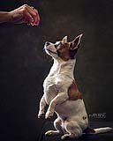 Some pets will do anything for a treat. A gorgeous Jack Russell_Chuahua mix. Pet portraits at Cormac Byrne Photography  