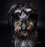 A beautiful Lurcher at a portrait session at Cormac Byrne Photography, Limerick, Ireland.  