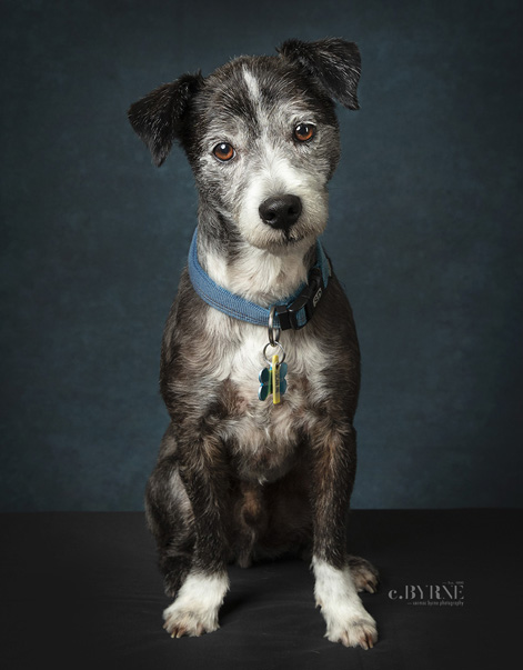 Pet Photography of a gorgeous dog in studio Limerick.  