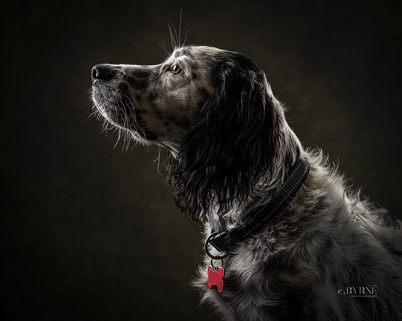 What a gorgeous fella, posing for his portrait at Cormac Byrne Photography, Limerick. Ireland.  