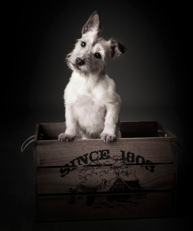 Pet Photography by Cormac Byrne, Photographer, Limerick