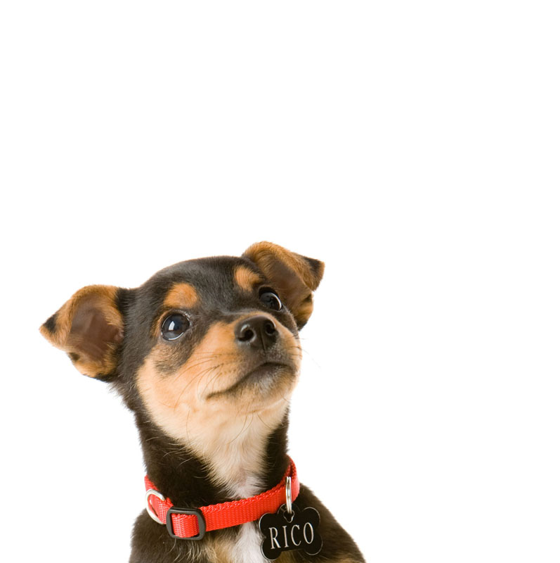 Pet Photography by Cormac Byrne, Photographer, Limerick