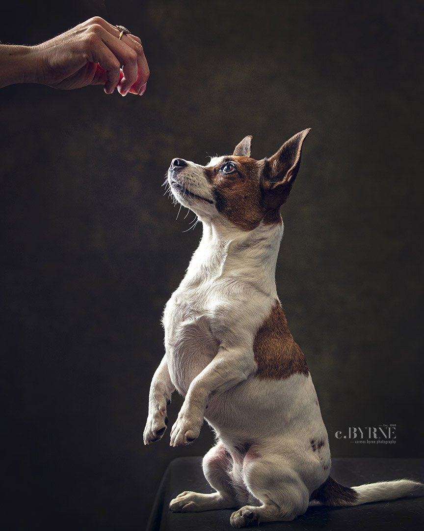 Some pets will do anything for a treat. A gorgeous Jack Russell_Chuahua mix. Pet portraits at Cormac Byrne Photography  