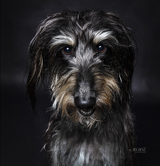 A beautiful Lurcher at a portrait session at Cormac Byrne Photography, Limerick, Ireland.  